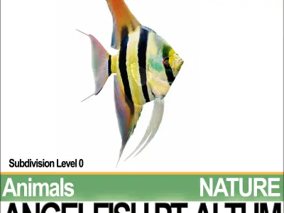 Angelfish Pt Altum 3D model