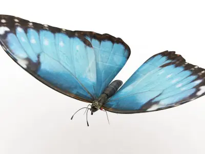 Morpho Peleides Butterfly 3D model