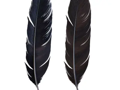 Crow Feather 3D model