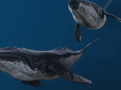 Humpback whale top quality realistic Low-poly 3D model