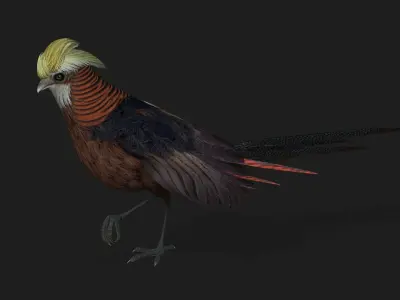 Pheasant A1 3D model