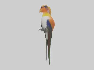 Bird of Paradise Model Low-poly 3D model