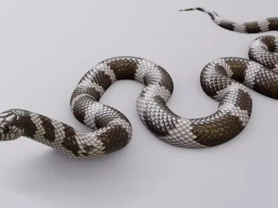 Animated California Kingsnake Free 3D model