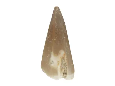 Realistic - Mosasaur Dinosaur Tooth Low-poly 3D model