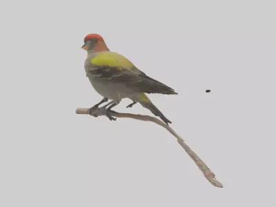 Galapagos Finch perched model 3D model