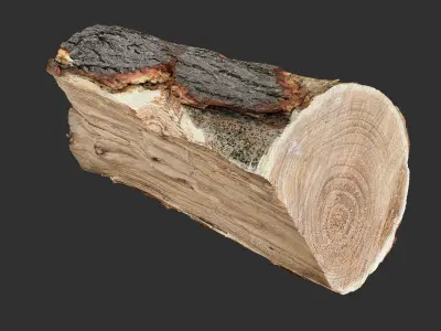 3D Scan tree trunk in highpoly 3D model
