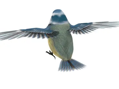 Blue titmouse bird Low-poly 3D model