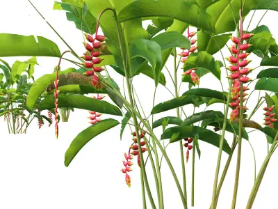 Heliconia rostrata - Hanging lobster claw 3D model
