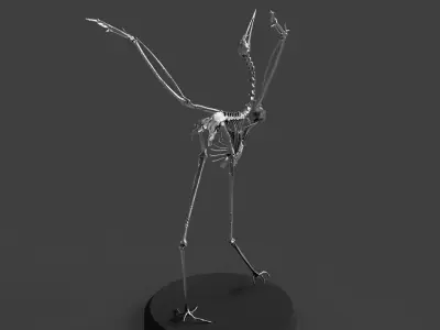 Silver Crane Skeleton  3D model