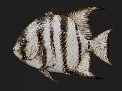 Spadefish Low-poly 3D model