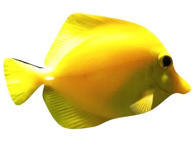 Yellow Tang Tropical Fish  3D model