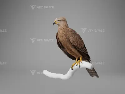 Black Kite Animation -  Blender 3D model