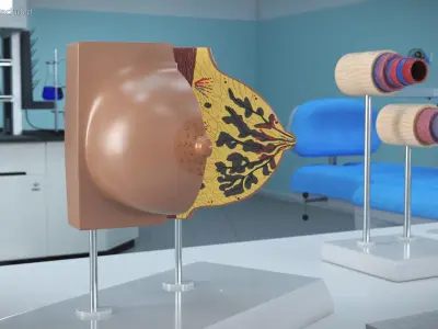 Female Breast Anatomy Model During Pregnancy 3D model