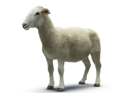 Sheep with Small Hair 3D model