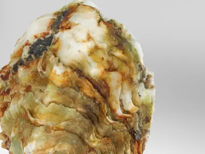 Oyster collections set Low-poly 3D model