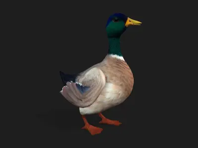 Duck A2 3D model