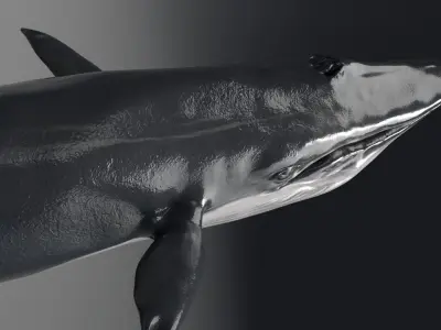 Blue Whale Model 9 Animations uasset unitypackage Low-poly 3D model