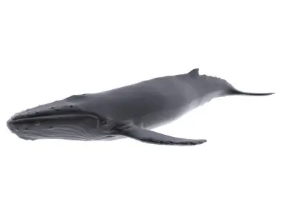Humback Whale Low-poly 3D model