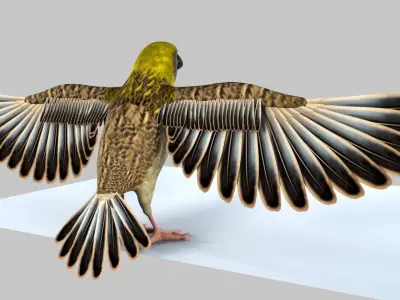 Baya Weaver 3D model