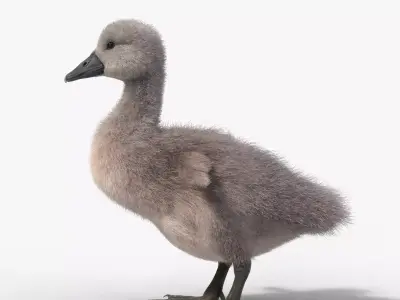 Young Mute Swan Animated VFX Grace 3D model
