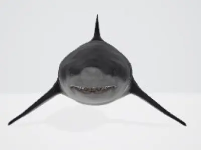Megalodon great shark 3D model