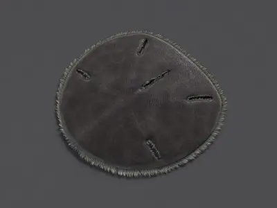 Sand Dollar Low-poly 3D model