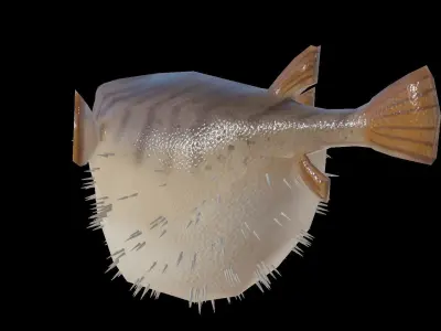 Low Poly Puffer Fish 3D model Low-poly 3D model
