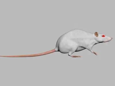  laboratory rat low poly 3D model
