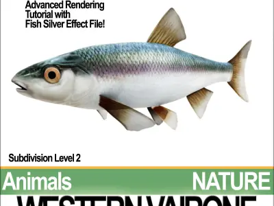 Western Vairone 3D model