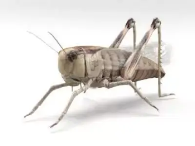 locust grasshopper 3D model