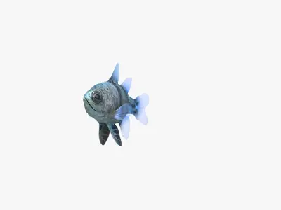 Orbiculate Cardinalfish 3D model