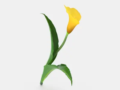 Yellow Calla Flower 3D model