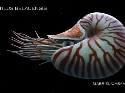 Nautilus belauensis Static Low-poly 3D model