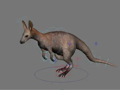 kangaroo australia wallabie red hop outback marsupial  3D model