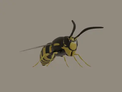 Wasp model 3D model