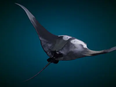 Manta Ray Animated 3D model