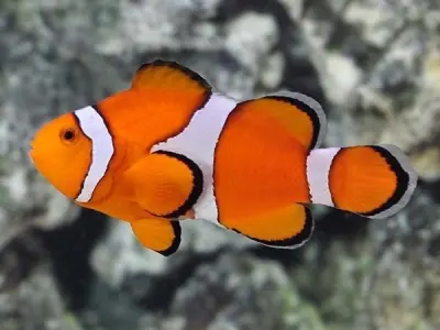 Nemo Fish 3D model