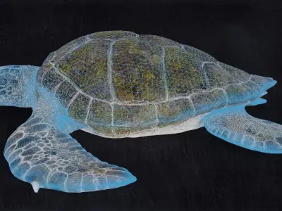 Realistic Turtle high res 3D model