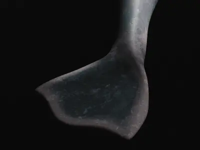 Northern Bottlenose Whale Low-poly 3D model