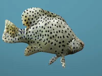 Humpback Grouper Low-poly 3D model