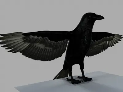 3D Crow raven with wings spread 3D model