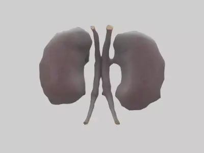 Hippo Kidneys Low-poly 3D model