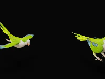 Monk Quaker Parrot Bird Low-poly 3D model