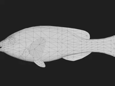 Wrasse Low-poly 3D model
