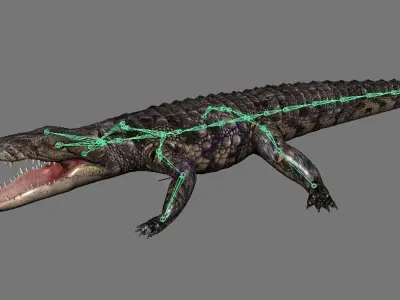 A Crocodile realistic 3d model alligator 3D model