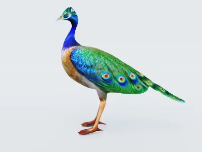 Peacock Free 3D model