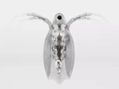Daphnia insect 3D model