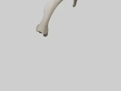 Elephant Femur Low-poly 3D model