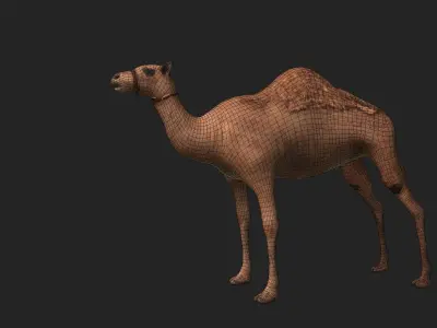 Camel Low-poly 3D model