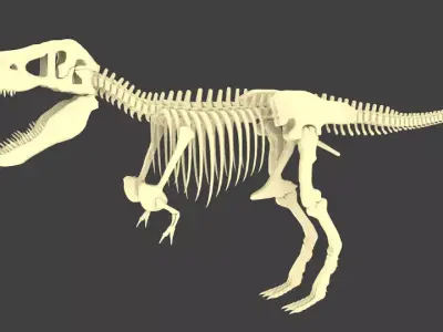 Tyrannosaurus Rex or T-Rex Dinosaur Skeleton Low-poly 3D model